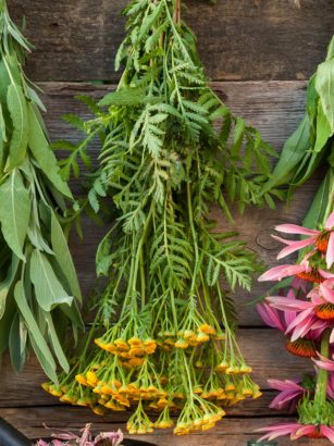 QUAIS OS TIPOS DE PLANTAS MEDICINAIS E PARA QUE SERVE