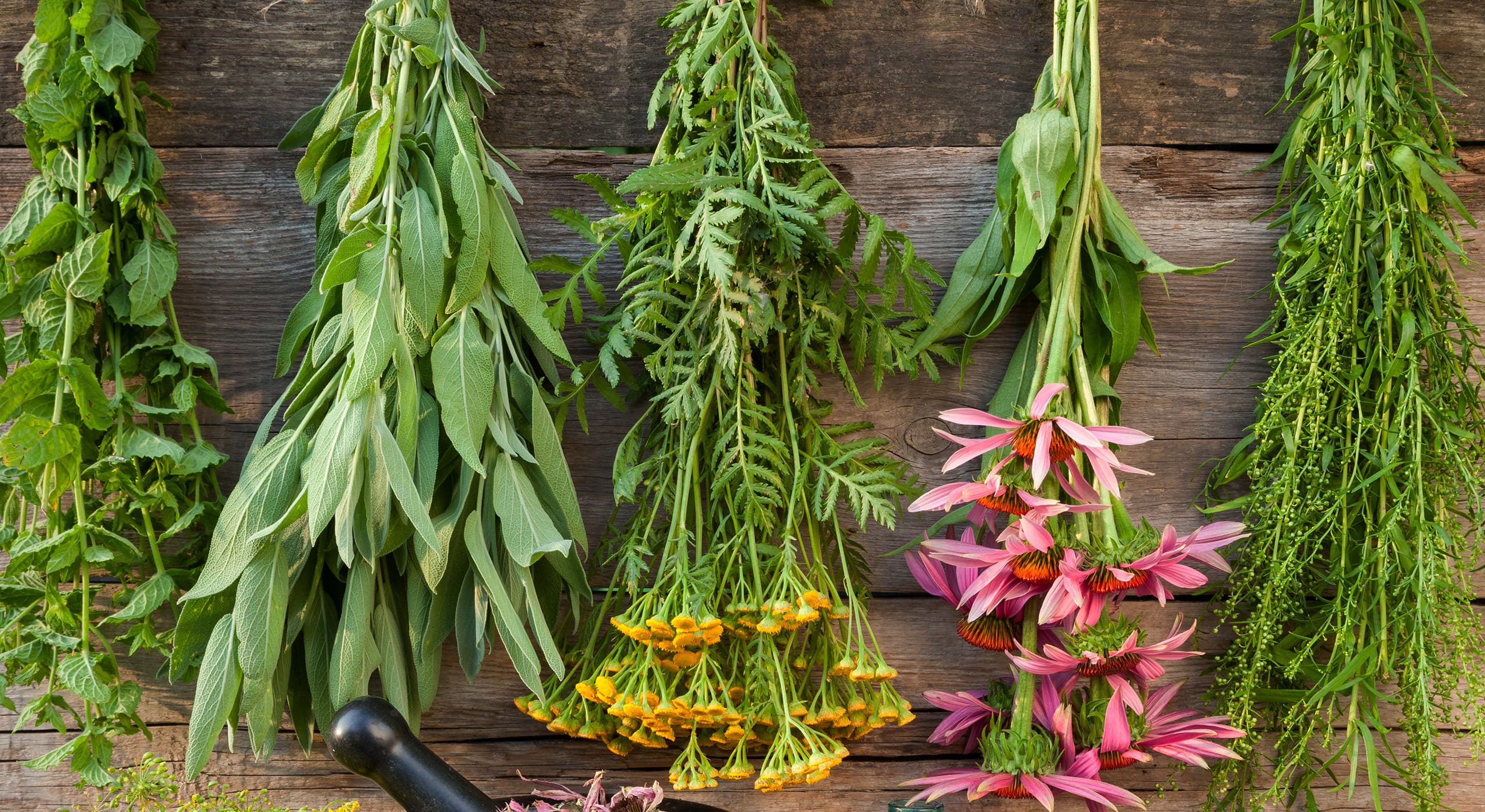 QUAIS OS TIPOS DE PLANTAS MEDICINAIS E PARA QUE SERVE